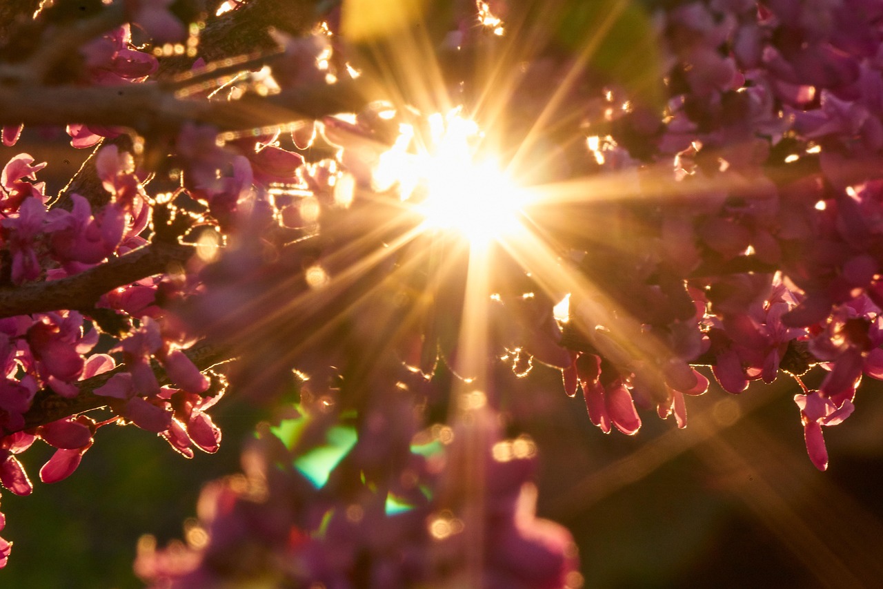 backlighting sun sunset mood leaf heart heart shape judas tree tree judas blossom tree nature beautiful cercis ordinary judas tree cercis siliquastrum spring bloom love heart leaf in love pink