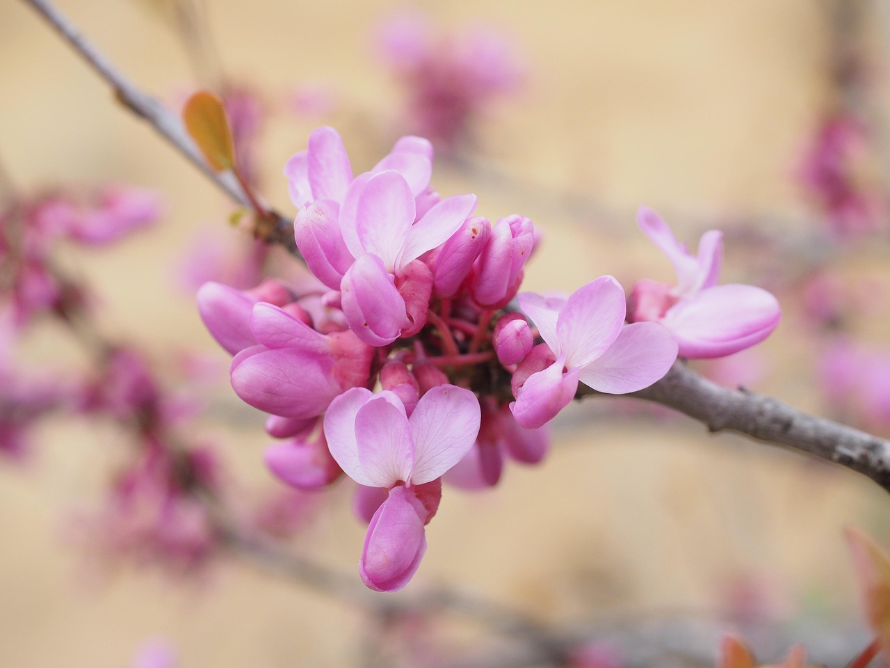 judas tree blossoms bloom pink ordinary judas tree cercis siliquastrum cercis legumes fabaceae branch petals nature tree