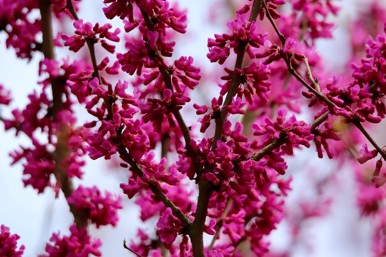 judas tree cercis pink flowers blossom flowering branches spring nature