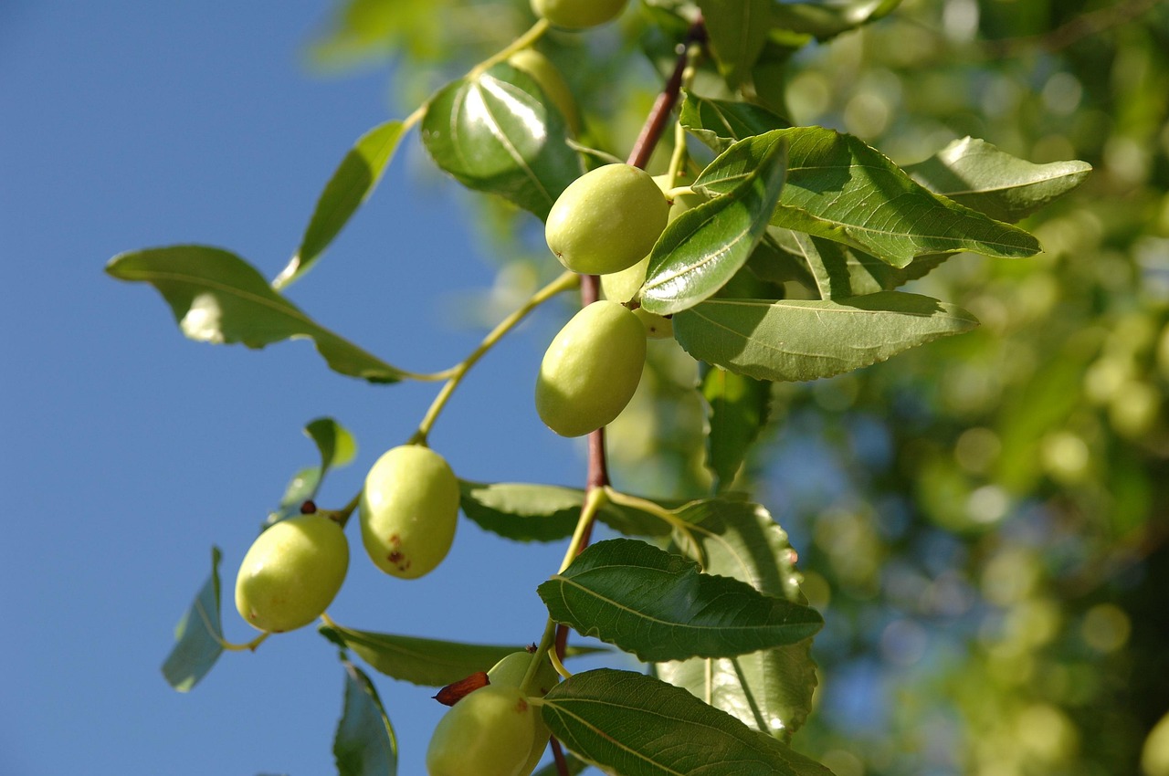 autumn sky nature jujube fruit