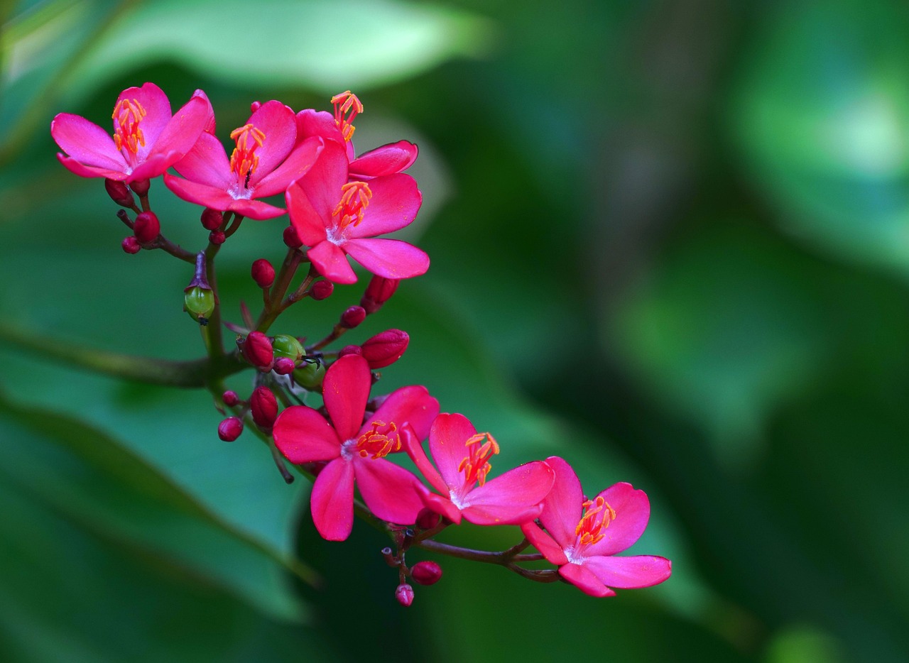 jatropha flowers peregrinas pink flowers beautiful flowers petals flower background pink petals bloom blossom flora jatropha pandurifolia flower wallpaper nature close up