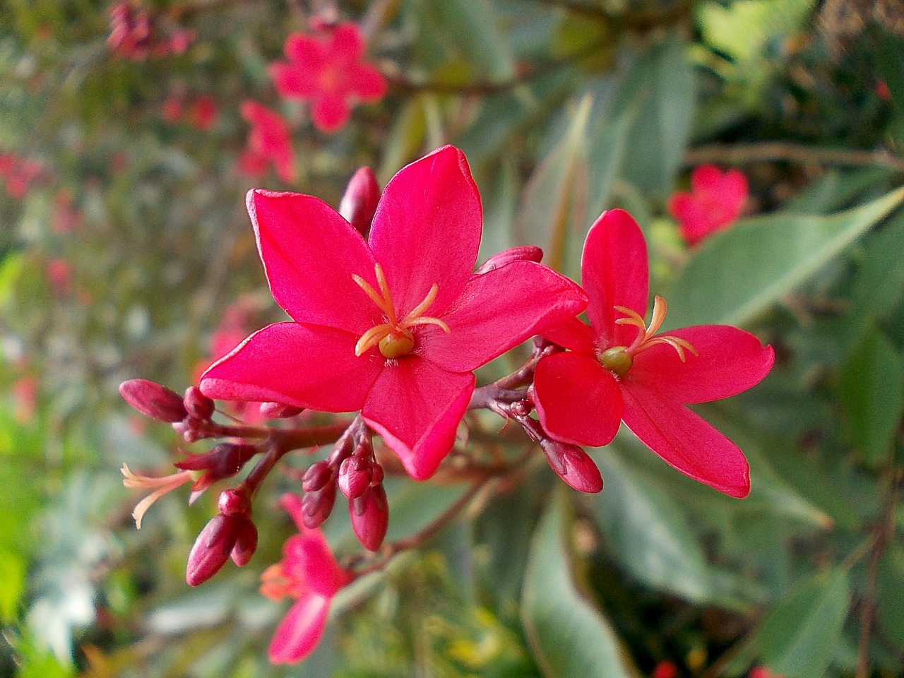 jatropha flower exotic red sri lanka sri lanka flower background flower wallpaper peradeniya beautiful flowers garden nature jatropha integerrima