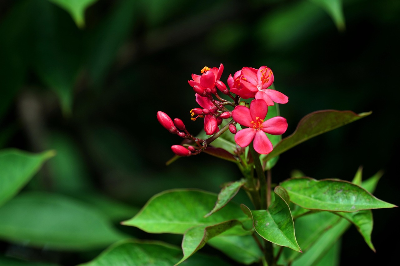 peregrina flowers red flowers flower background leaves petals beautiful flowers red petals bloom blossom buds flora plants jatropha panduriflora flower wallpaper nature jatropha pandurifolia