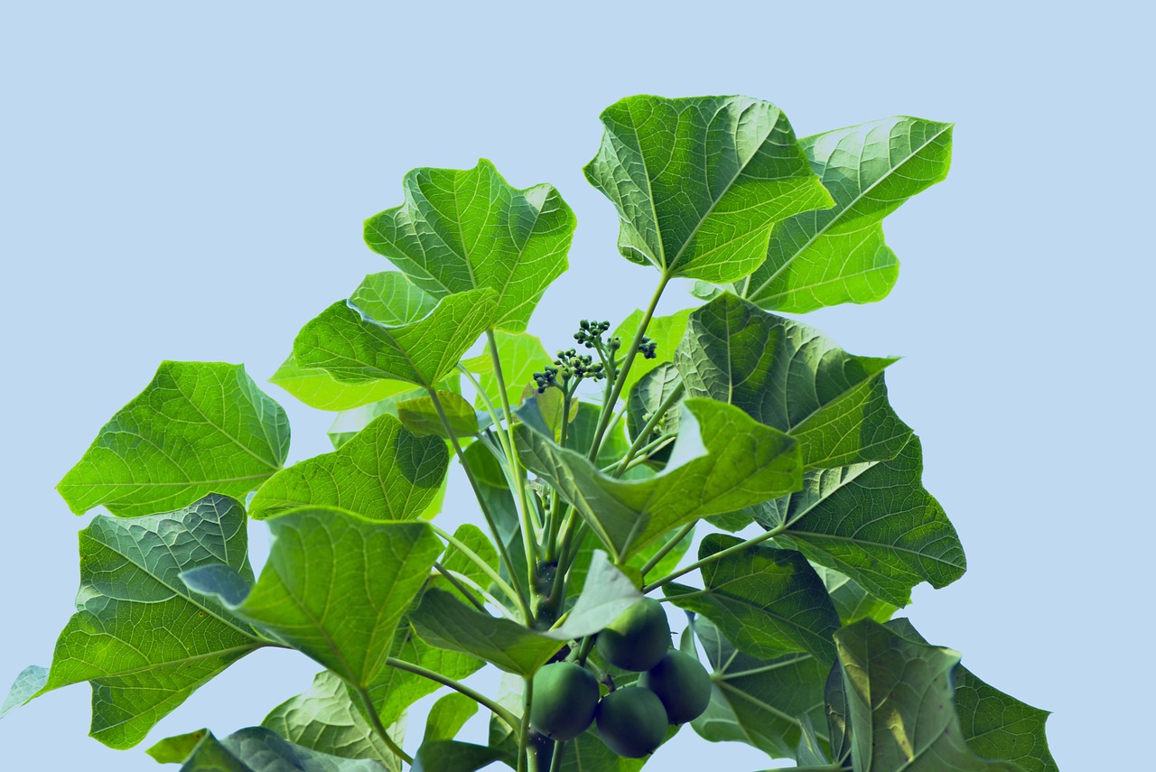 jatropha curcas leaves fruits nature plant buds medicinal biodiesel flora close-up
