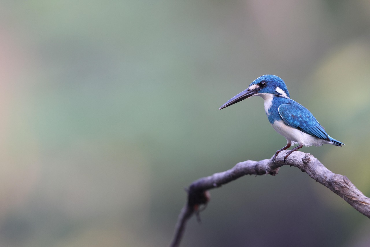 common kingfisher kingfisher jade wild bird colorful organism indonesia colorful colorful colorful colorful colorful