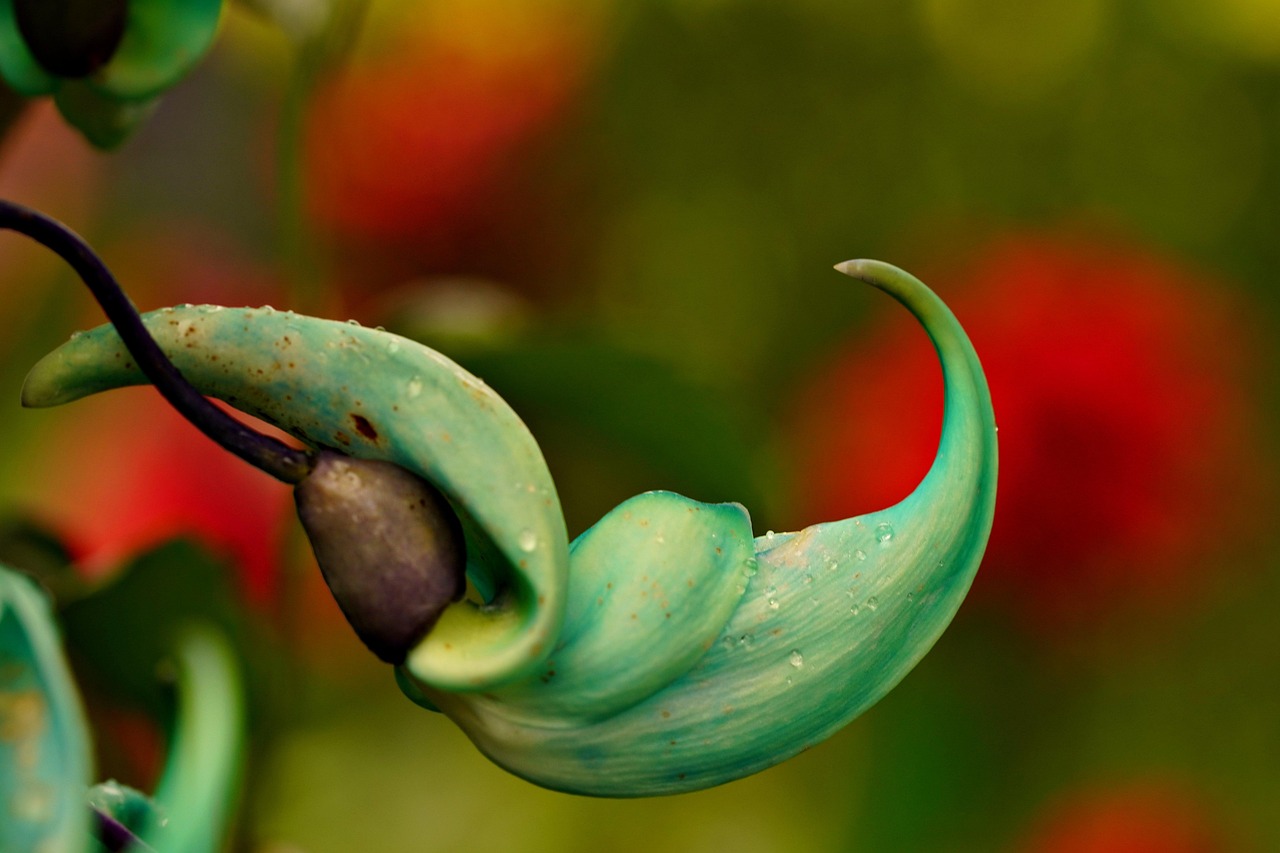blue jade jade vine flower flora nature flower wallpaper close up flower background beautiful flowers macro