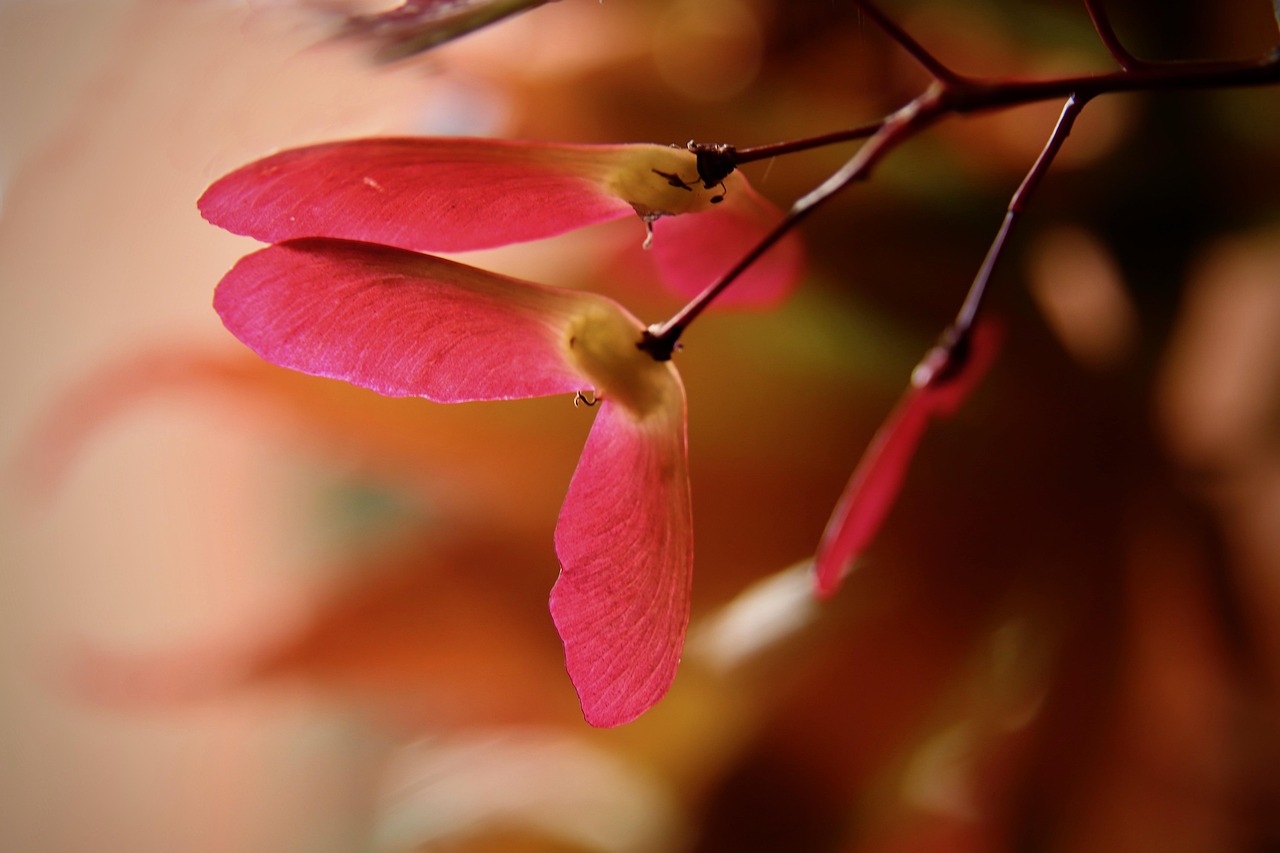 maple japanese maple red maple seeds flying seeds red maple maple fruits maple japanese maple japanese maple japanese maple japanese maple japanese maple maple seeds maple seeds red maple red maple