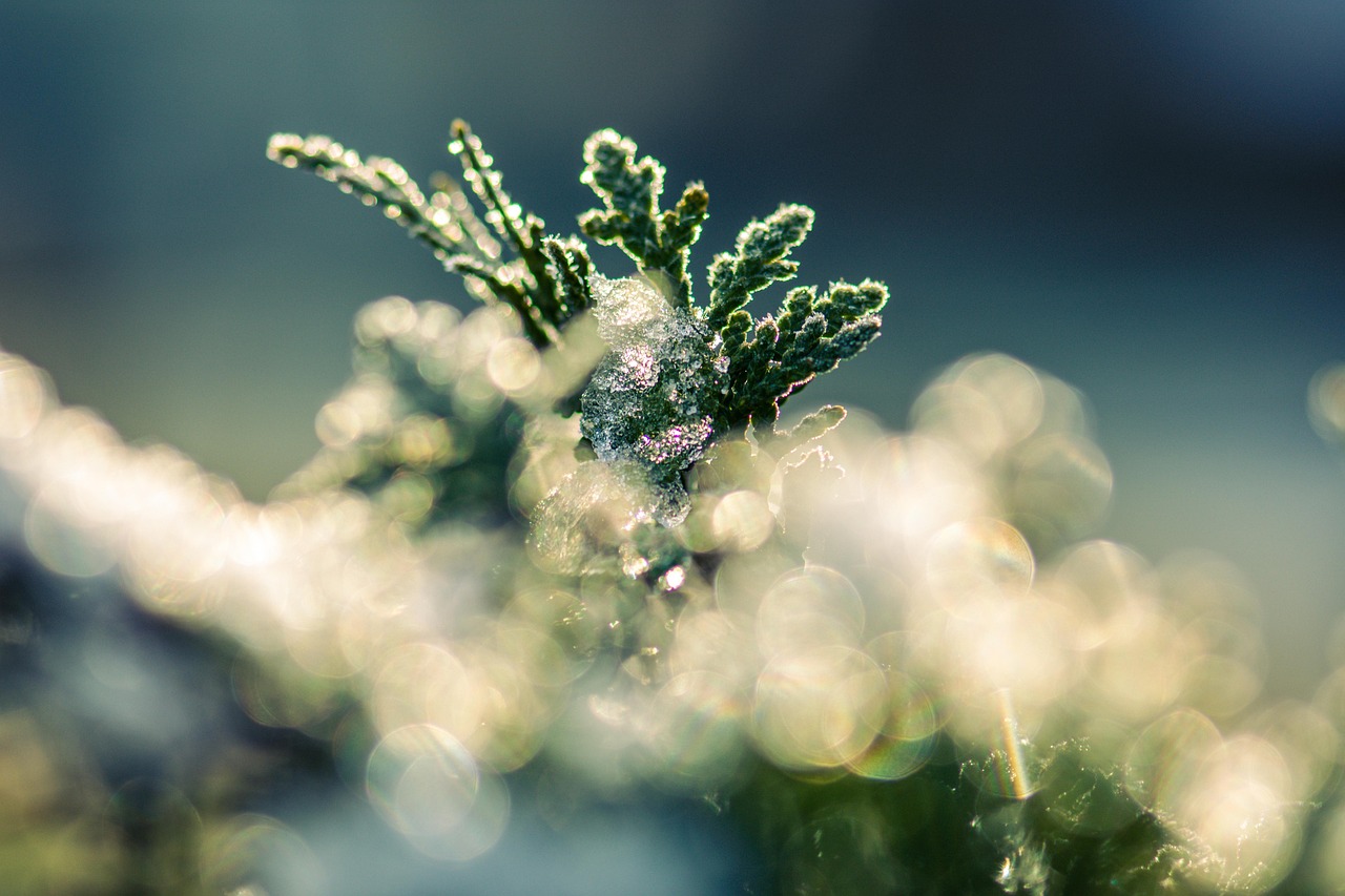 tree frost nature ice frozen crystals cold thuja winter wintry
