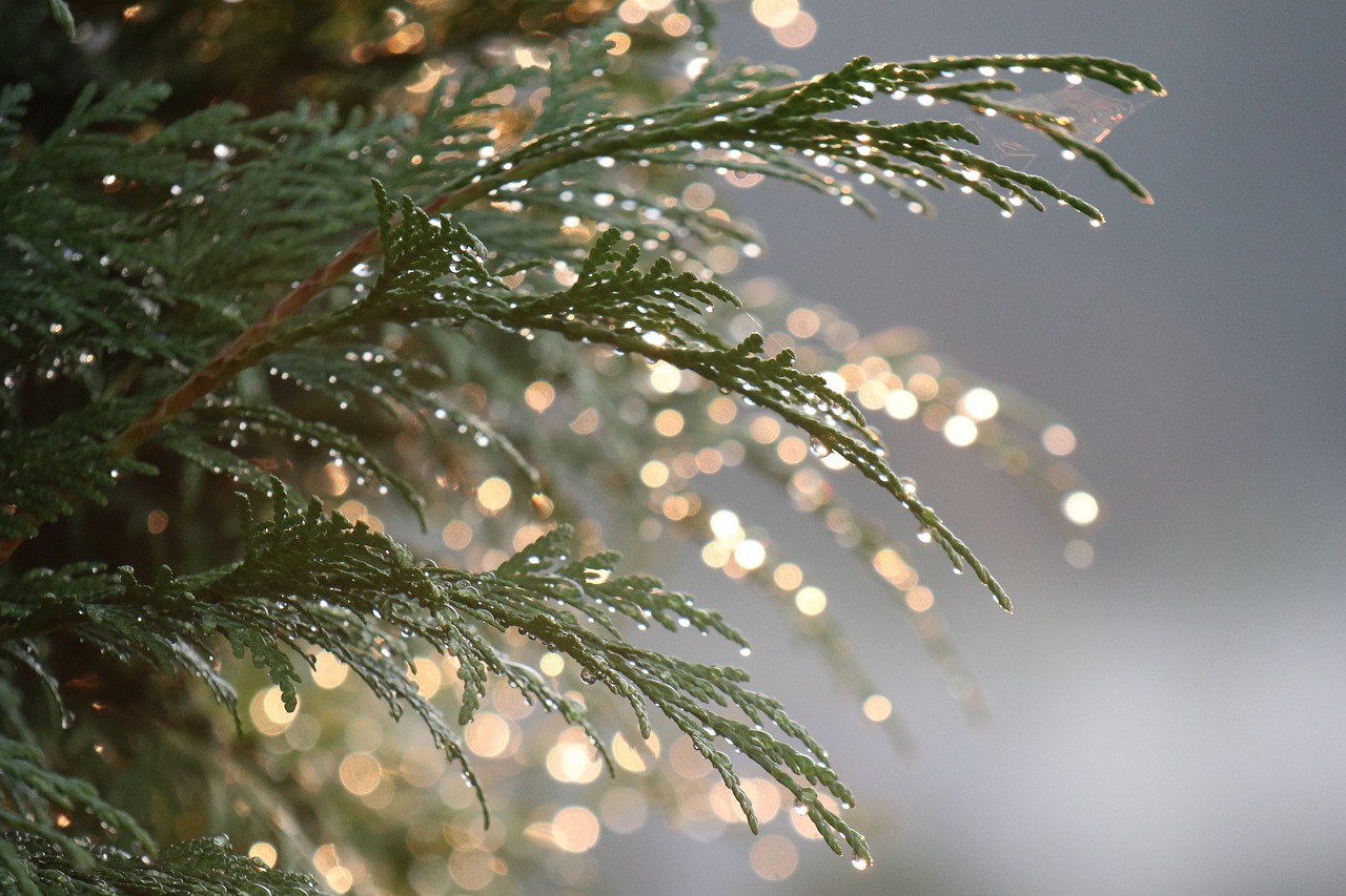 thuja summer nature drops water plant light bokeh iridescent