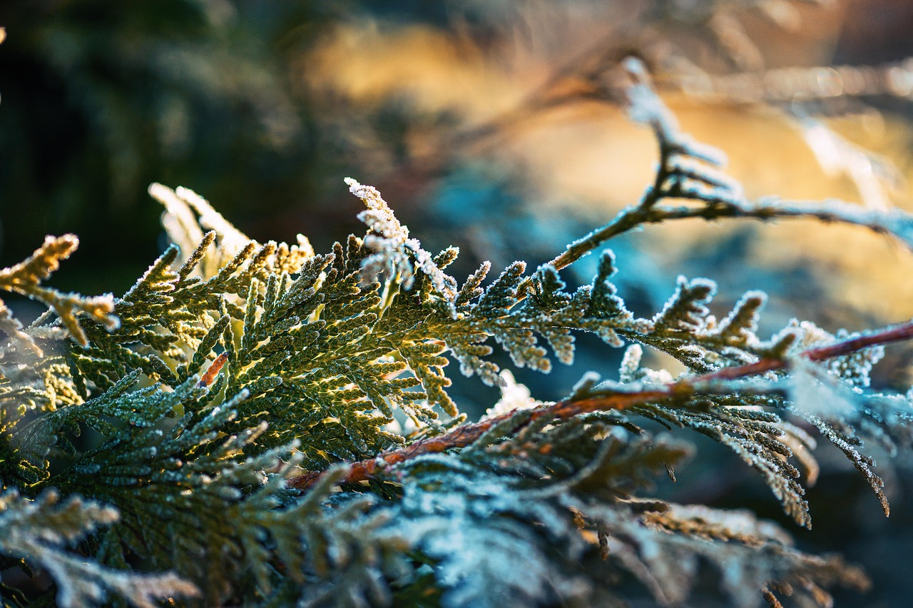 thuja frost frozen crystals cold winter wintry outdoors nature close up tree growth cold winter winter winter winter winter nature nature