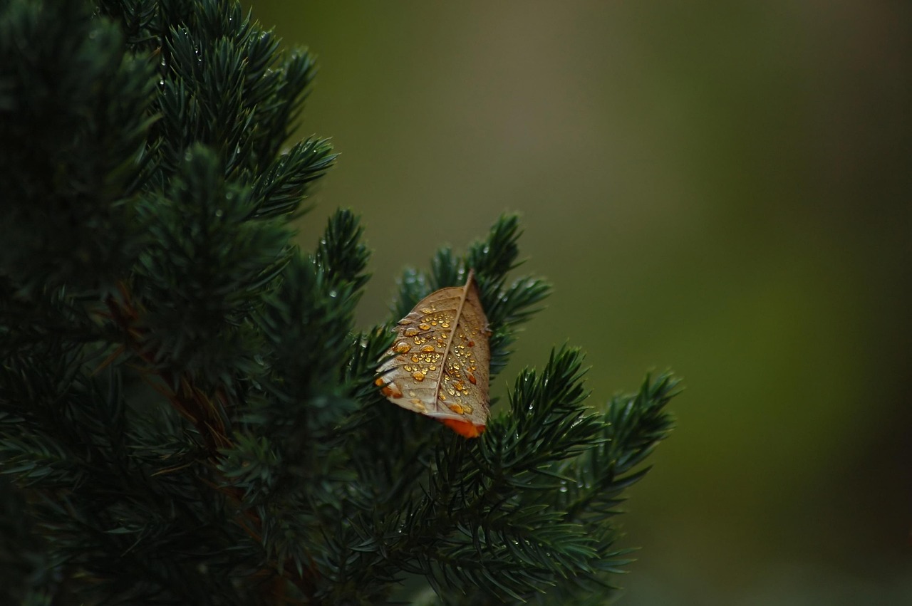 leaf foliage tree nature sheet thuja spruce autumn mood fall season