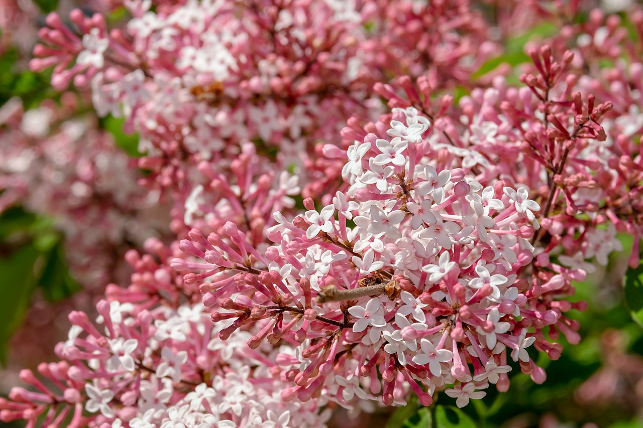 lilac small-leaf lilac flower bloom flower wallpaper pink white beautiful flowers spring flower background ornamental tree plant branch blossoms strongly fragrant oleaceae nature