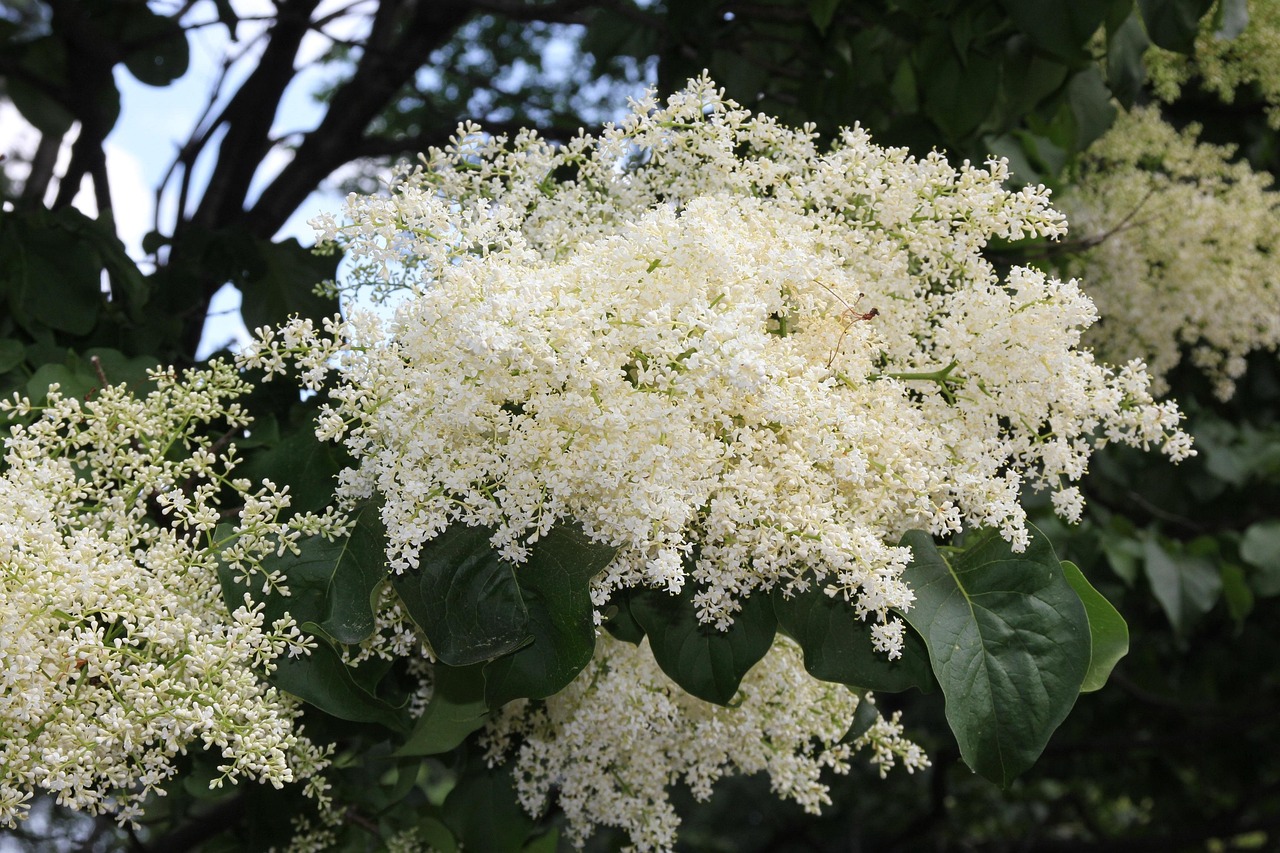 japanese tree lilac tree flowers tree blossom nature white bush