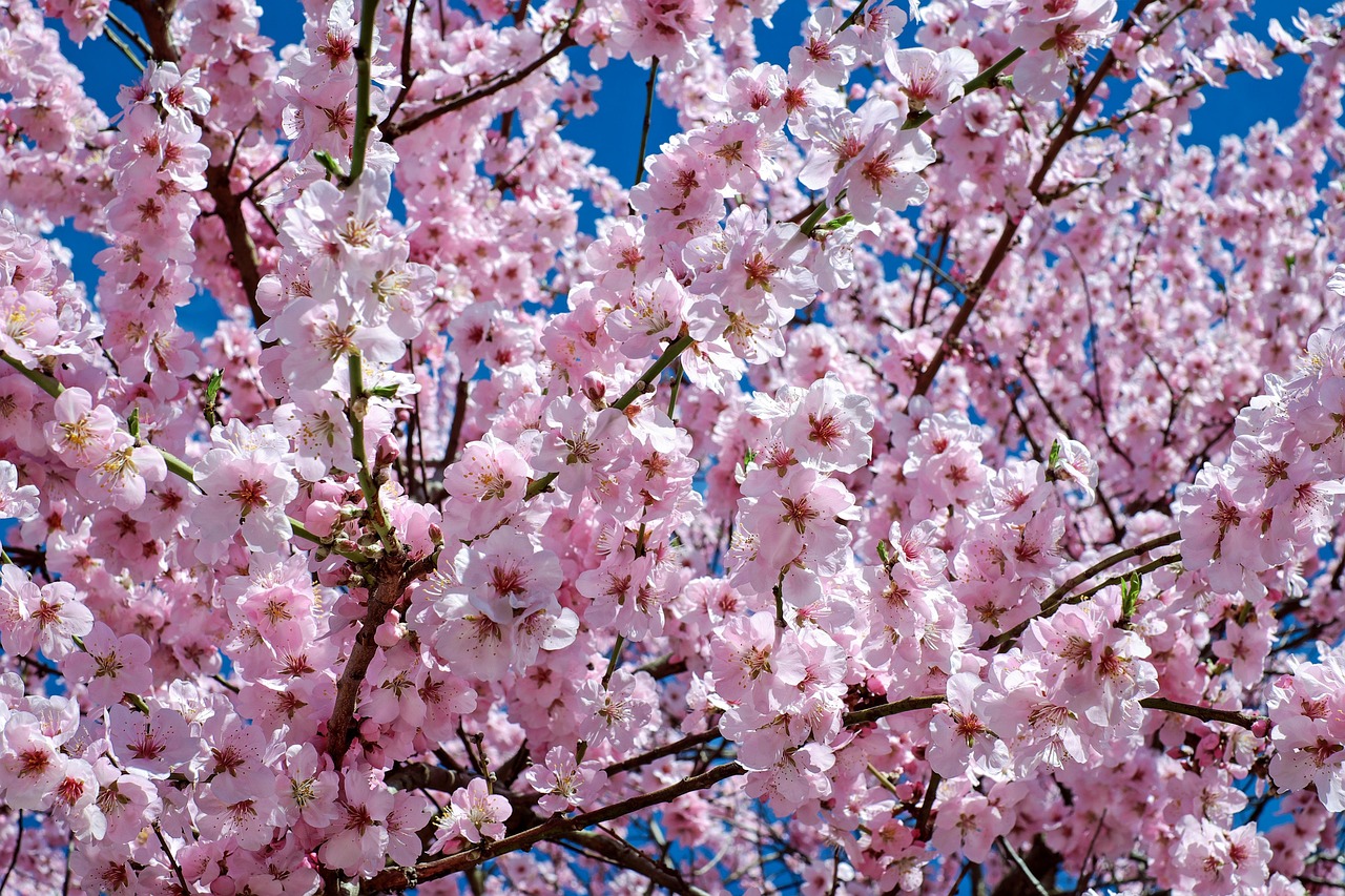 japanese cherry blossom flowers tree branches blossom cherry blossoms bloom pink flowers sakura flower background flower wallpaper flora sakura tree spring beautiful flowers spring season petals pink petals nature japanese cherry trees pink flower tree