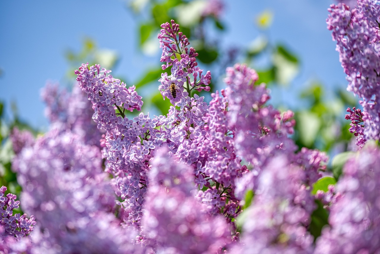 lilac olive tree purple bloom tree nature spring garden flora bee insect