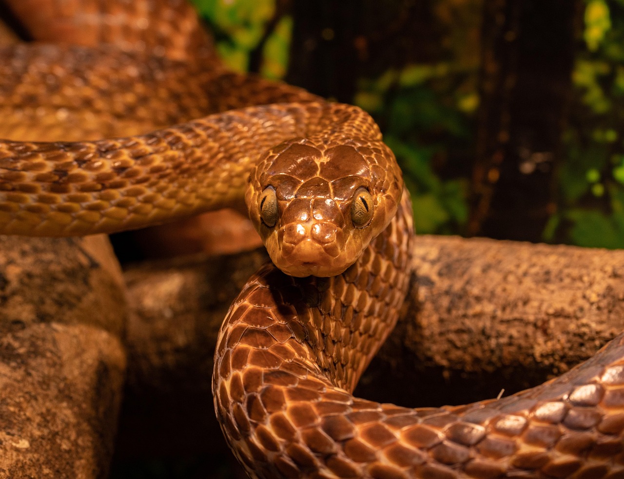 tree snake snake reptile brown tree snake tree nature animal