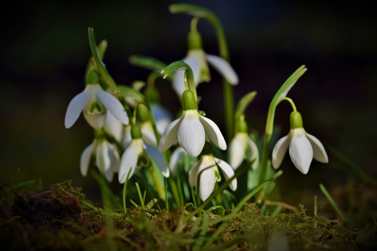 snowdrop snow bell spring bells flower wallpaper flower blossom bloom flower background beautiful flowers spring signs of spring early bloomer plant nature garden