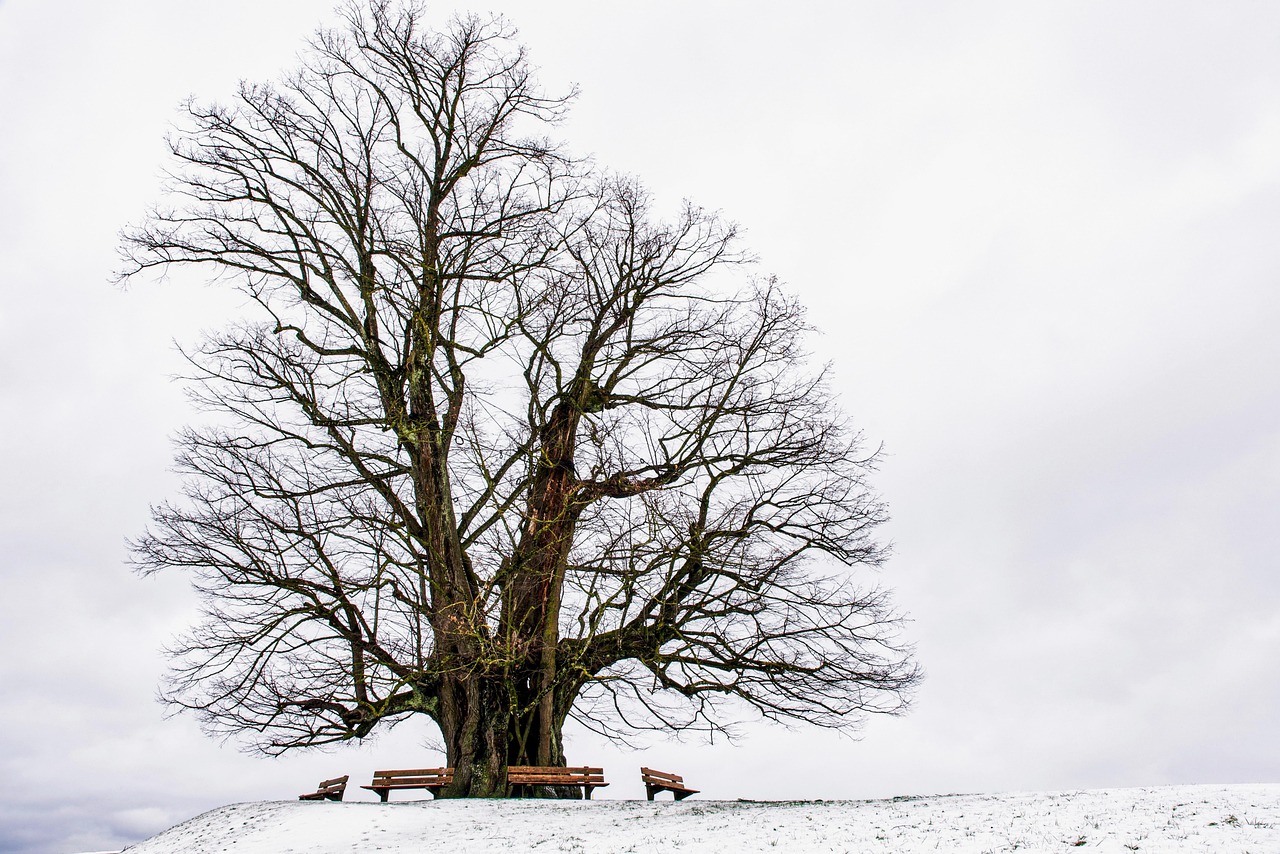 winter tree benches old tree branches tree branches bare tree snow snowy hoarfrost wintry nature view landscape snow landscape cold winter winter tree tree tree tree tree old tree old tree branches tree branches bare tree snow