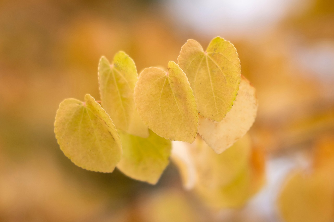 katsura leaves yellow leaves foliage autumn fall cercidiphyllum