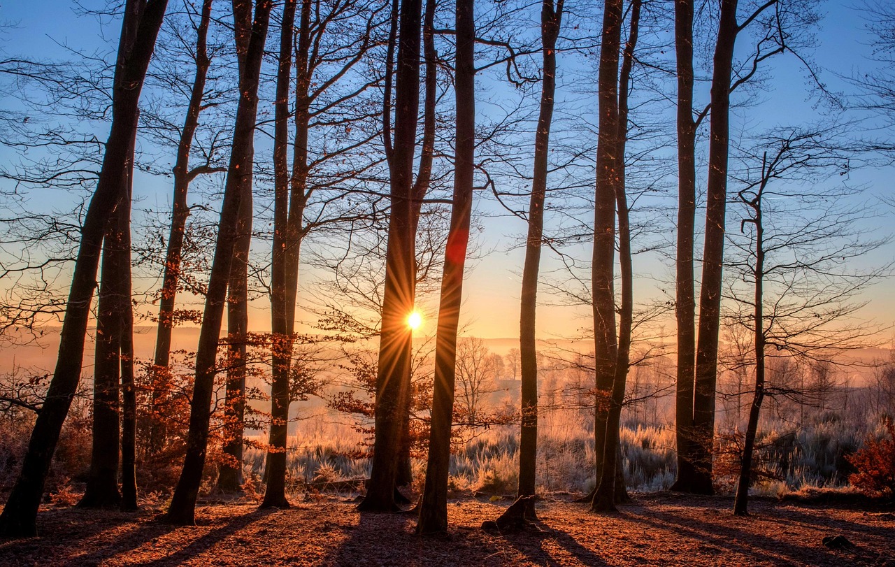 forest sunset trees silhouettes trunks tree trunks tall trees tree silhouettes backlighting woods woodlands branches tree branches bare trees sunrays sunbeams dusk twilight landscape sun nature forest forest forest forest forest sunset sunset trees trees trees sun nature