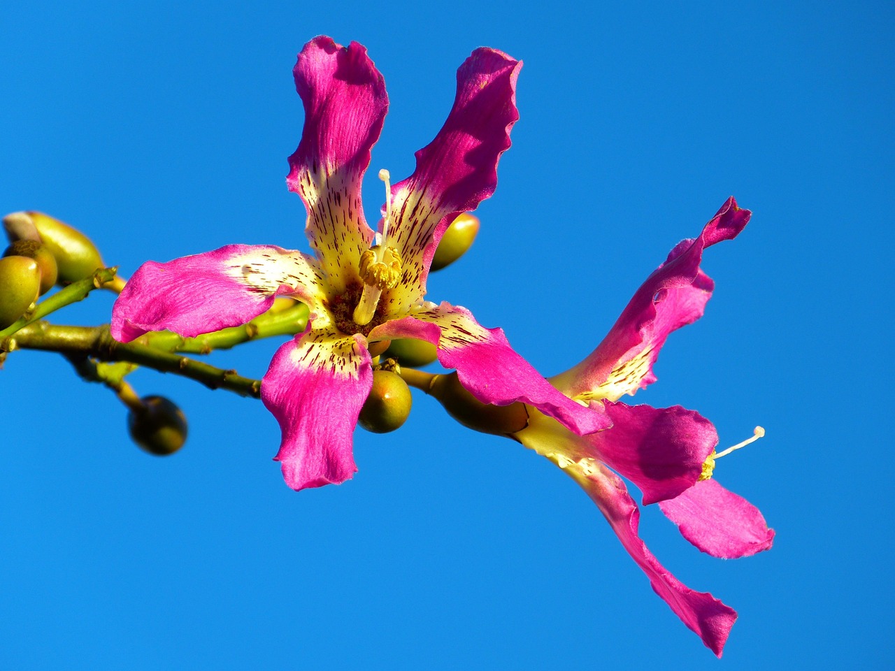 kapok tree ceiba pentandra pochote blossom bloom pink escape kapok tree ceiba pentandra ceiba pentandra ceiba pentandra ceiba pentandra ceiba pentandra