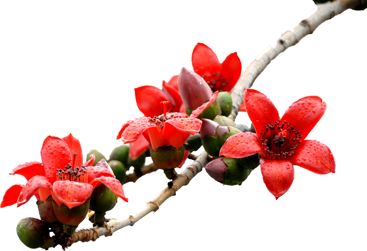 kapok beautiful flowers flower nature flower wallpaper flower background red