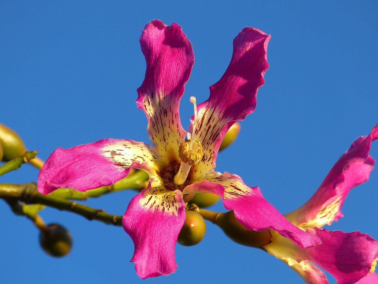 kapok tree ceiba pentandra pochote blossom bloom pink escape
