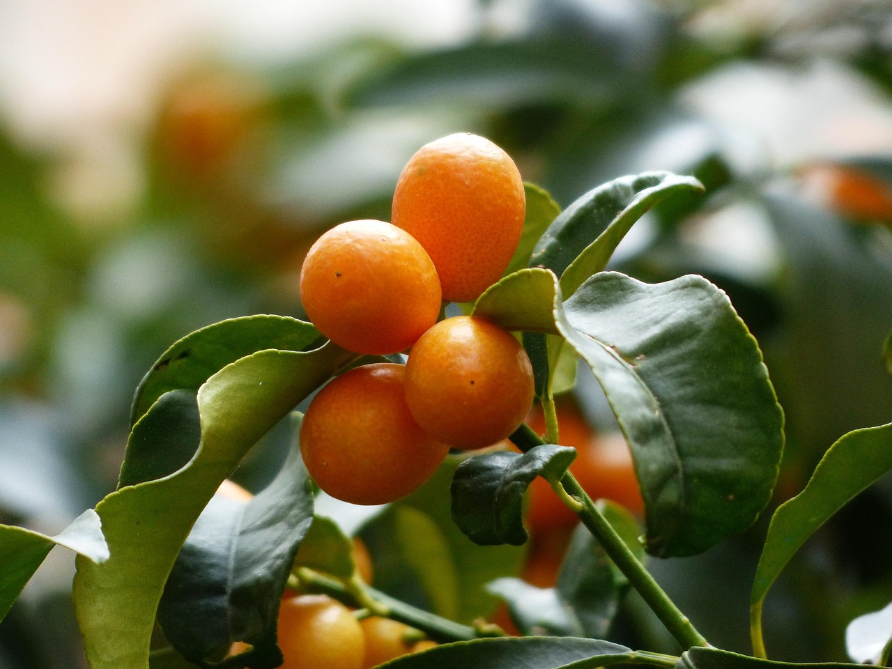 kumquats tree branch leaves fruit fortunella dwarf oranges orange rautengewächs rutaceae pear shaped nature ovoid dark orange golden yellow kumquat shrub