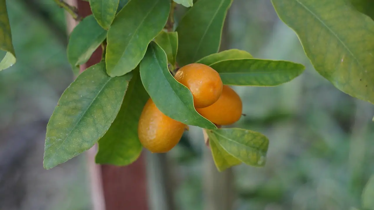 kumquats cumquats kumquat orange yellow kumquat kumquat kumquat kumquat kumquat