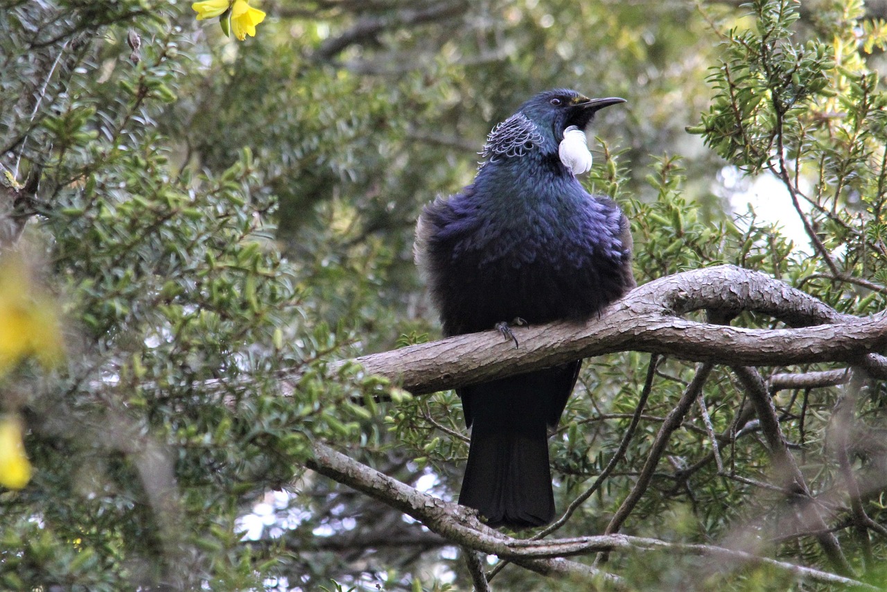 native tui kowhai tree nectar bird watching feathers nature beak eye black white blue colorful colour green nz new zealand greytown wairarapa environment legend tui tui tui tui tui