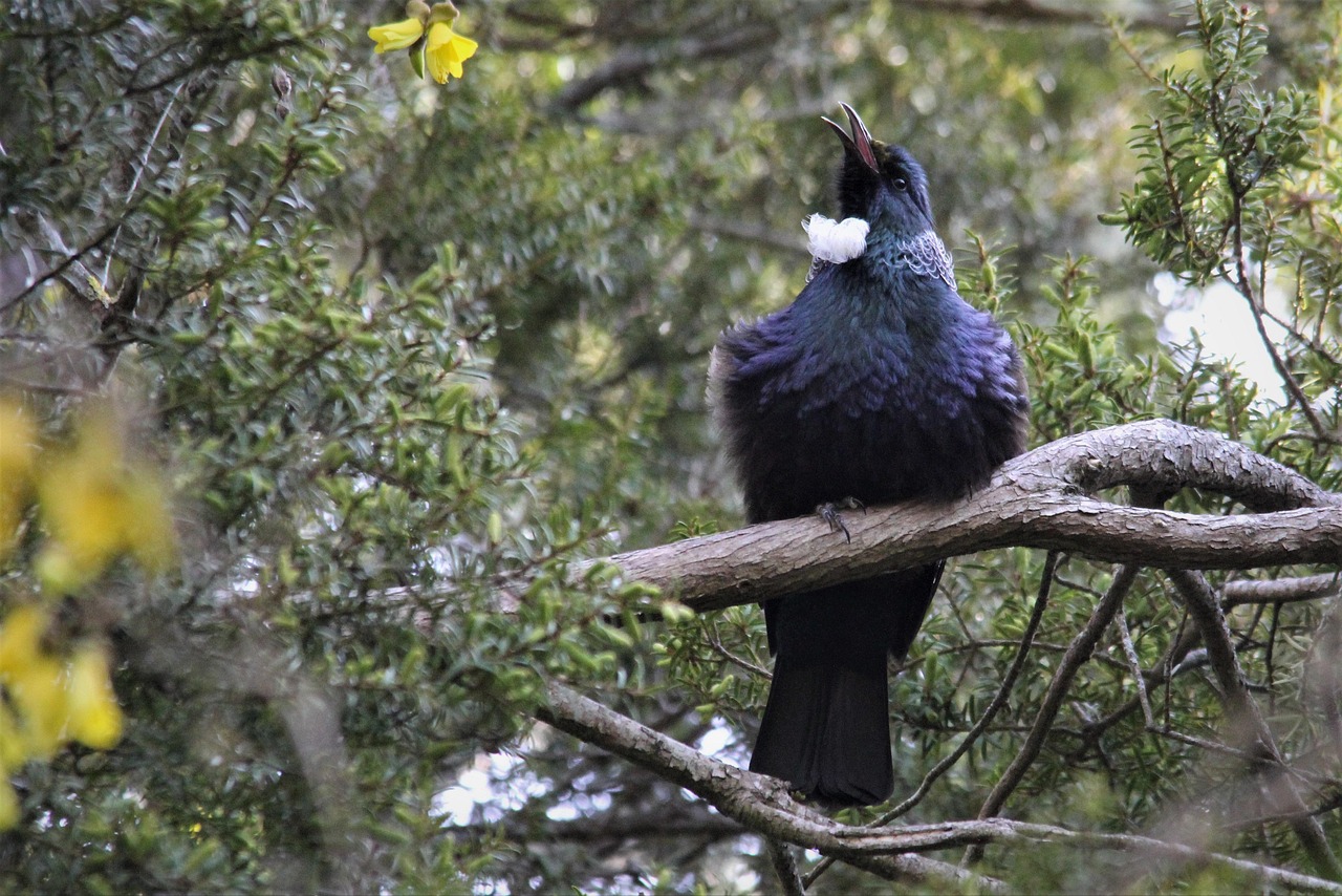 tui kowhai tree nectar bird watching feathers nature beak eye black white blue colorful colour green nz new zealand greytown wairarapa environment tui tui tui tui tui
