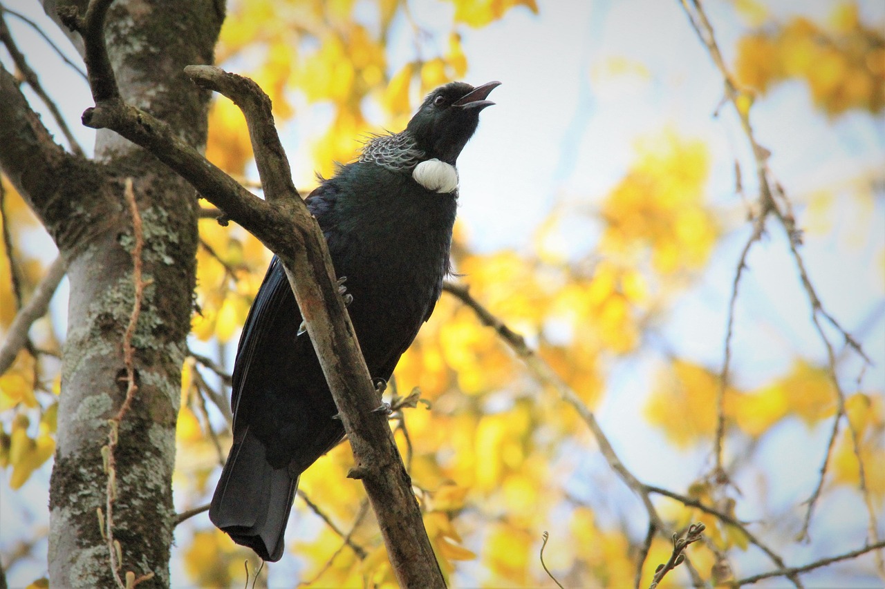 tui kowhai tree nectar bird watching feathers nature beak eye black white blue colorful colour green nz new zealand greytown wairarapa environment tui tui tui tui tui