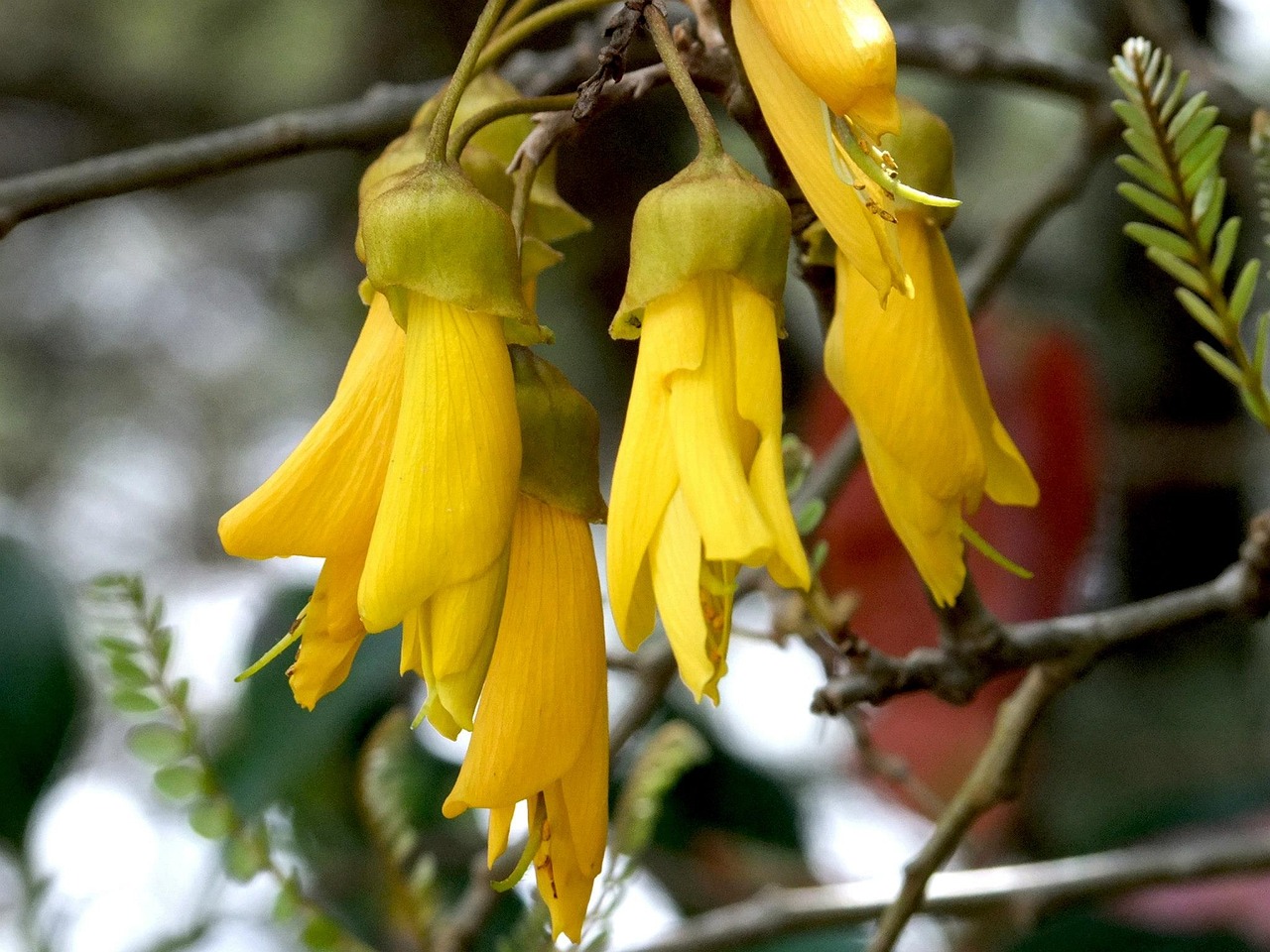 kowhai nature trees native new zealand kowhai kowhai kowhai kowhai kowhai