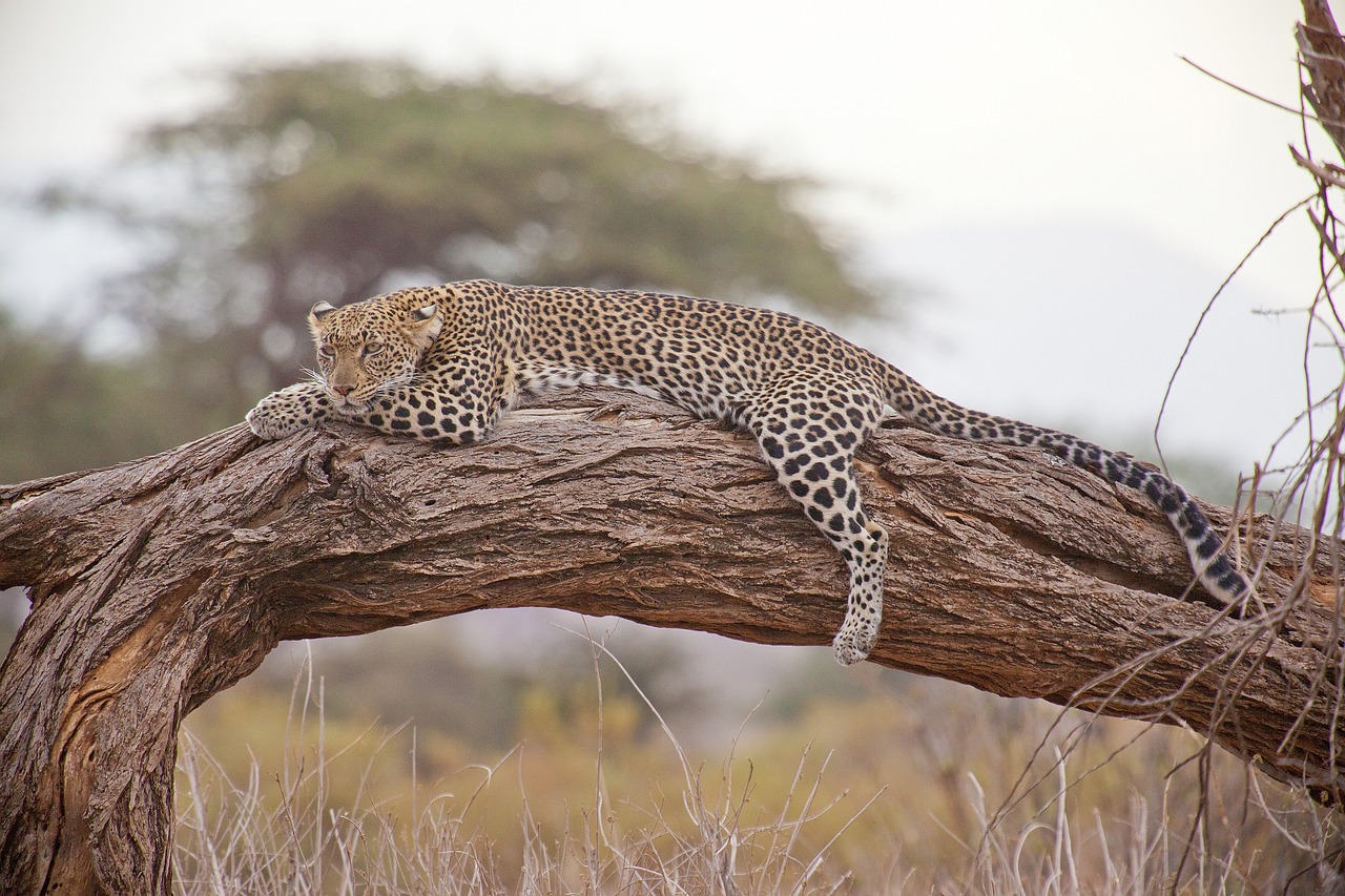 leopard safari africa kenya leopard leopard leopard leopard leopard africa kenya