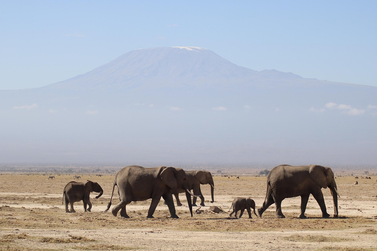 elephants kenya africa safari kilimanjaro nature animal kenya kilimanjaro kilimanjaro kilimanjaro kilimanjaro kilimanjaro nature