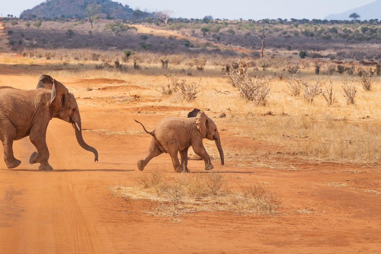 safari elephant landscape nature africa savannah wilderness animal world steppe wild kenya baby elephant flock animal family baby safari elephant elephant elephant elephant elephant africa africa africa savannah kenya kenya kenya baby elephant