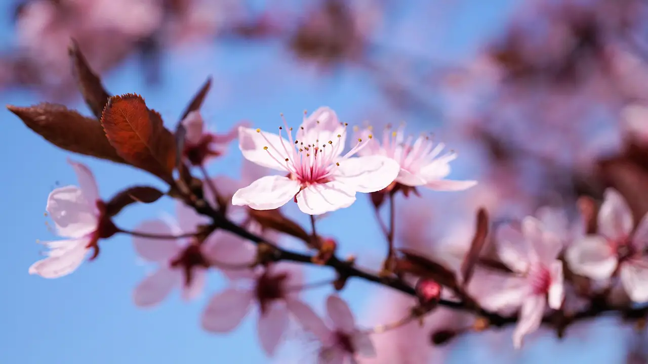cherry blossom cherry flower cherry tree flower cherry wood beautiful flowers nature tree branch plant season flower wallpaper leaf spring flower background sun