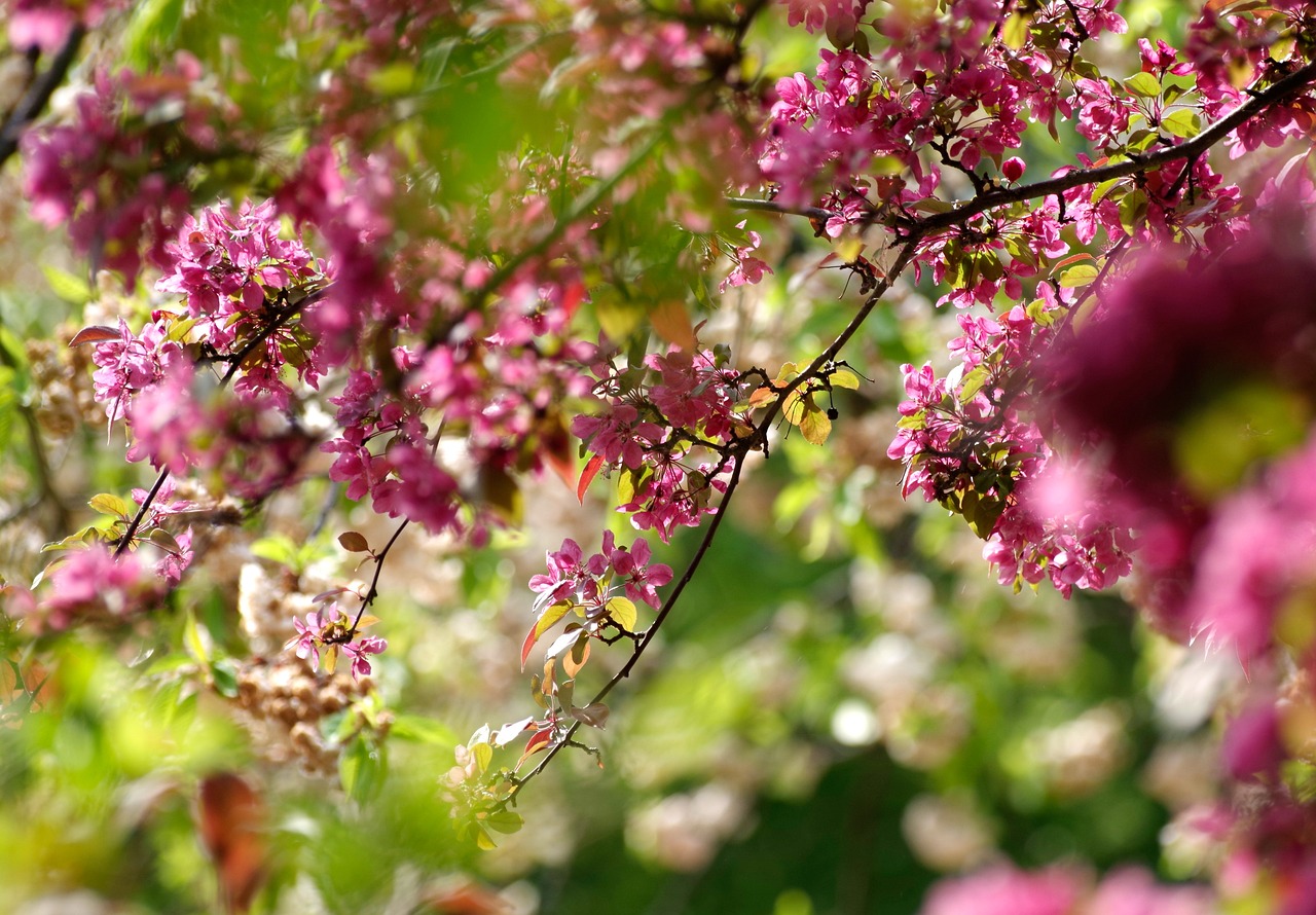 flowers tree beautiful flowers nature flower wallpaper spring cherry tree cherry blossom flower background garden ornamental cherry