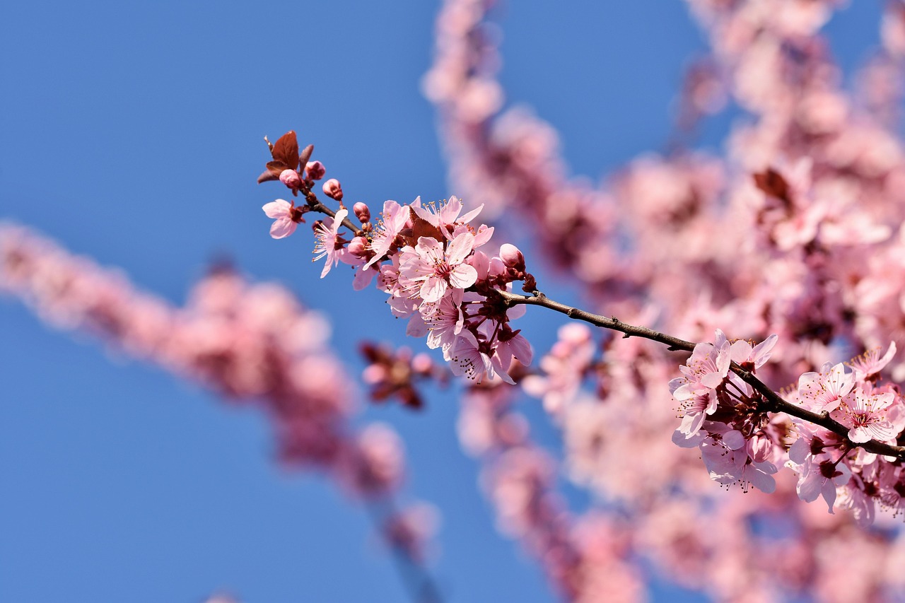 cherry blossoms tree branch ornamental cherry flowering branch cherry tree blossom bloom spring herald of spring nature cherry blossoms branch spring spring spring spring spring nature