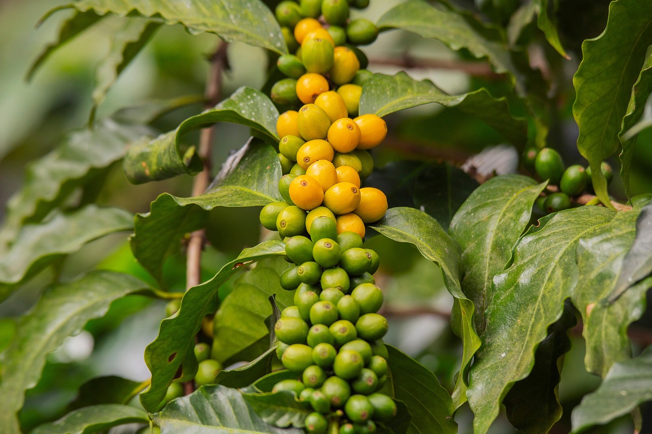 plant bush nature branch grain maturation coffee coffee tree plantation guatemala