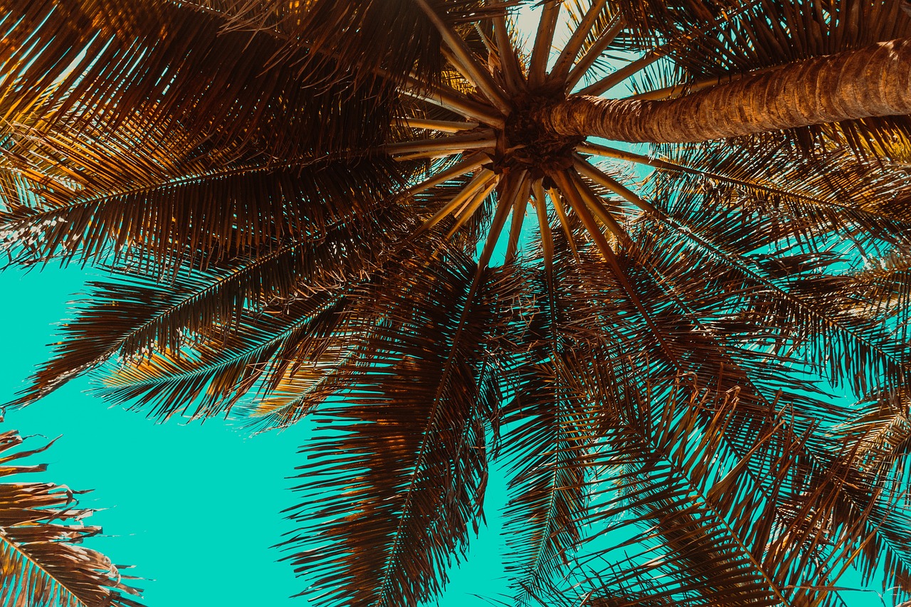 palm trees tropical summer trees nature beach summertime palm trees palm trees tropical tropical summer summer summer beach beach beach beach beach