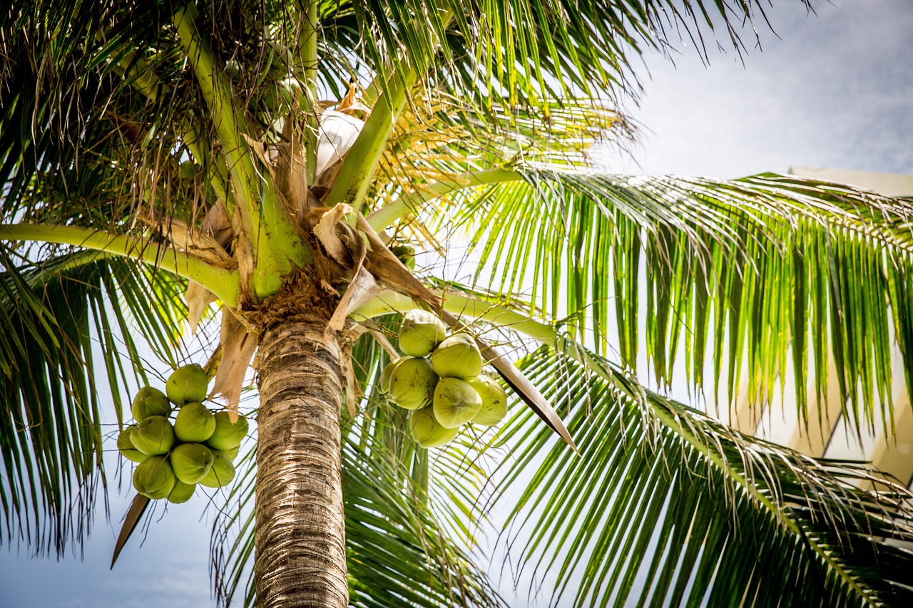 tree palm coconuts coconut tree palm tree leaves nature tropical coconut tree coconut tree coconut tree coconut tree coconut tree palm tree