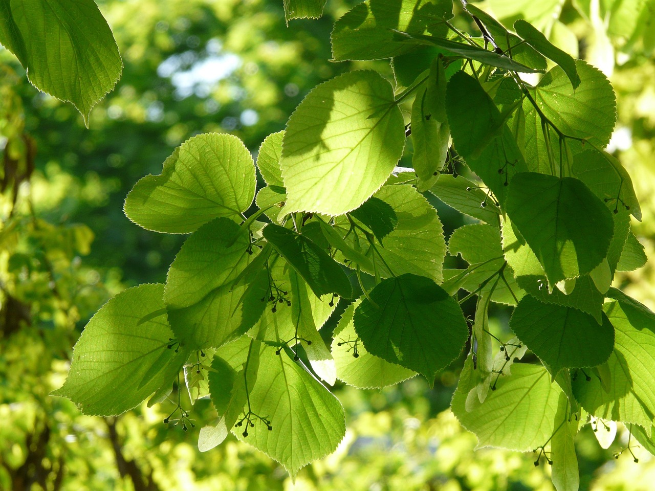 fruit stands linden blossom linden tree winter linden stone-linden tilia cordata tilia linden tree linden tree linden tree linden tree linden tree tilia cordata tilia cordata tilia cordata tilia cordata tilia cordata tilia tilia tilia tilia