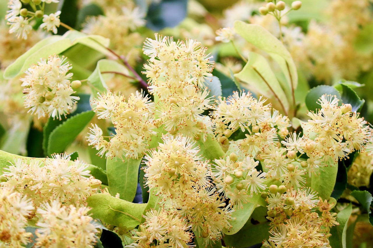 linden tree linden blossom tilia tree linden flower tea remedies heal medical linden leaves greenish foliage nature light green green