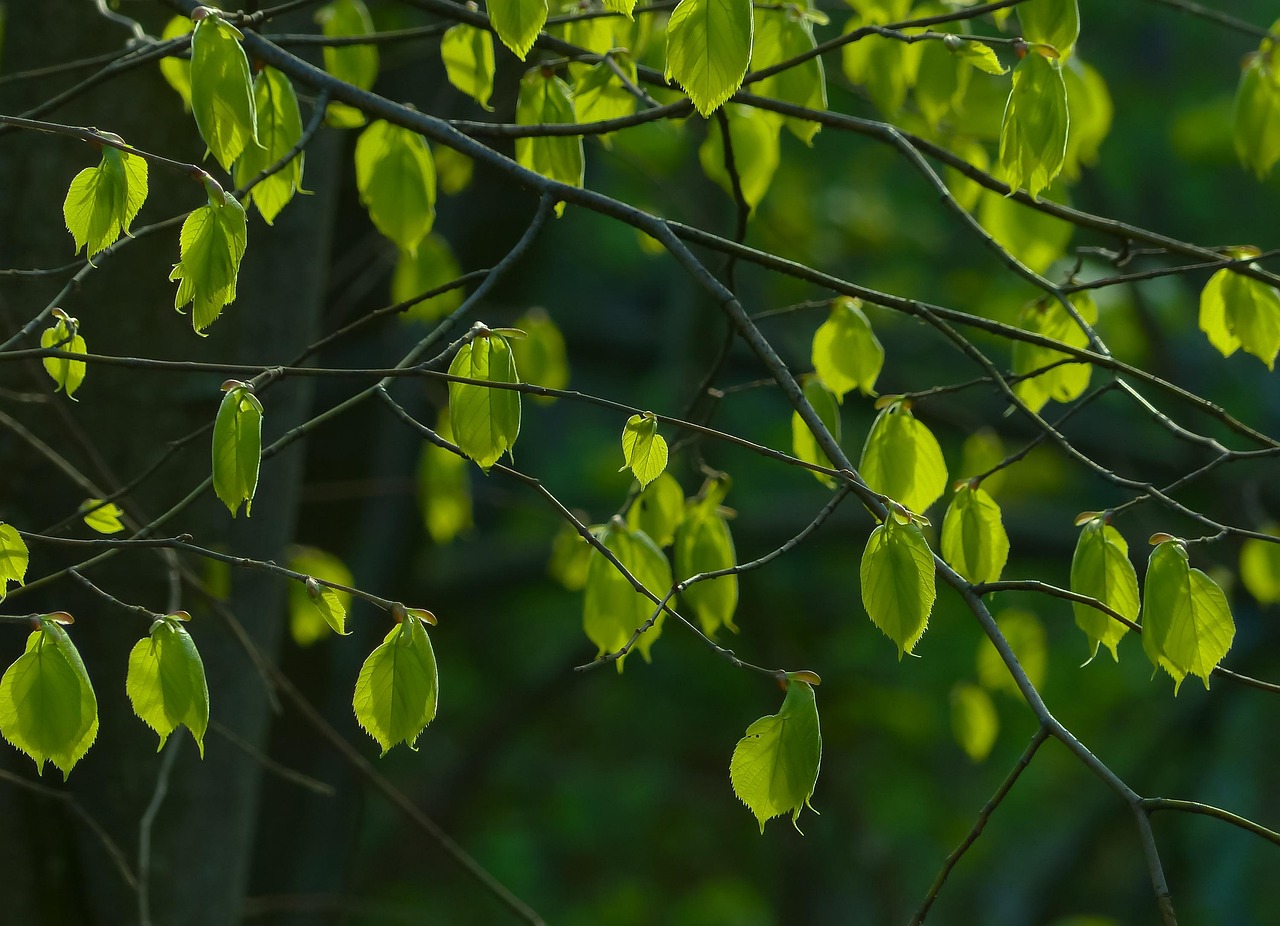 spring foliage linden leaves nature flora tree sunny