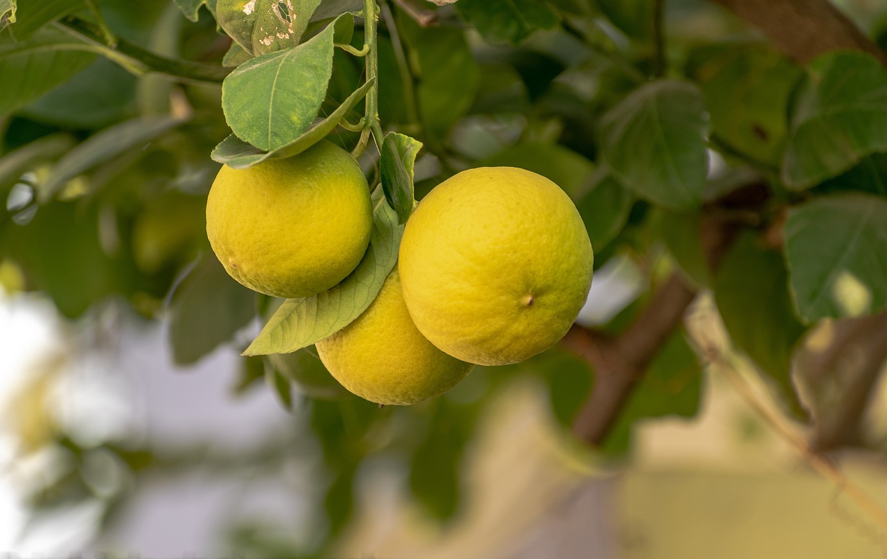 lemon fruits food fresh healthy ripe organic sweet produce citrus harvest vitamins lemon lemon lemon lemon lemon