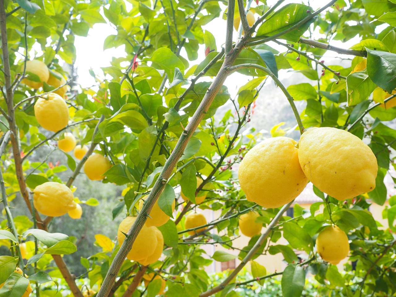lemon limone lemon tree citrus × limon citrus plant citrus fruit tropical fruit yellow ripe vitamins hang healthy fruity lemon yellow light yellow lemon cultivation lemon plantation plantation fruit tree lemon lemon lemon lemon tree lemon tree lemon tree lemon tree lemon tree