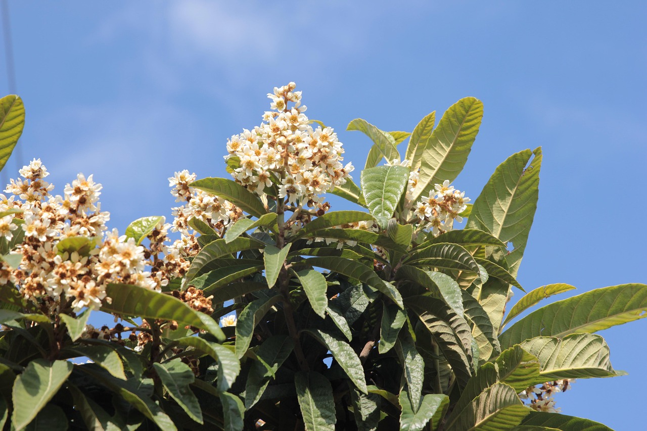 loquat fruit flowering tree nature herb garden