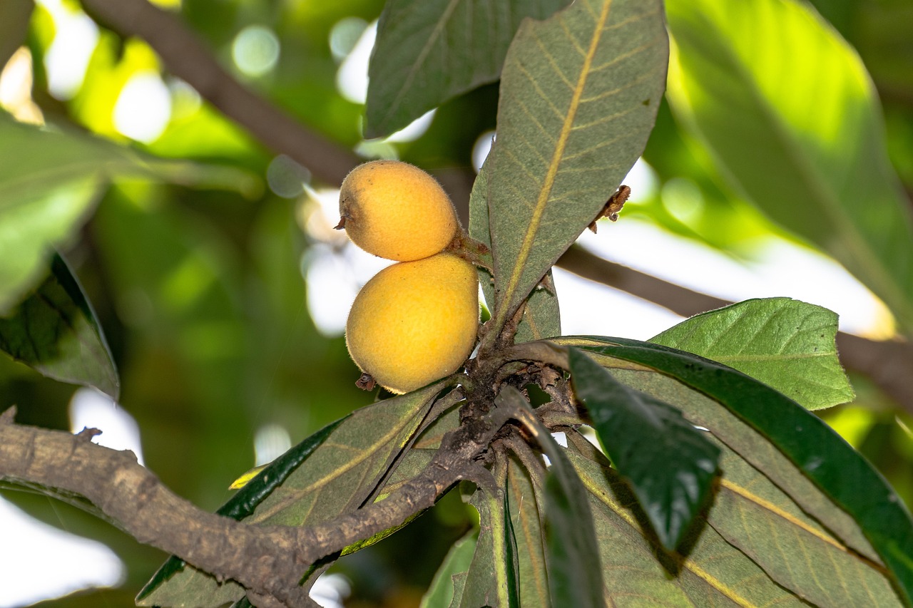 loquat plant fruits loquat fruits rosaceae tree ripe organic nature fresh vitamins nutrition healthy