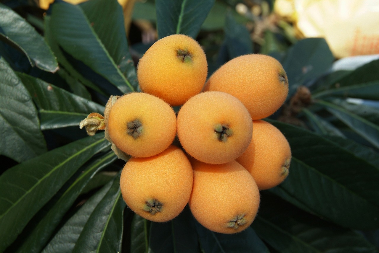 big loquat loquat leaves rosaceae flowering plant chinese plum loquat loquat loquat loquat loquat
